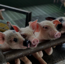 sinfona-de-oink-belleza-sonora-en-rosa-cerditos-en-su-corral-oink-oink.jpg