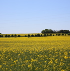 Y37A9801.JPG